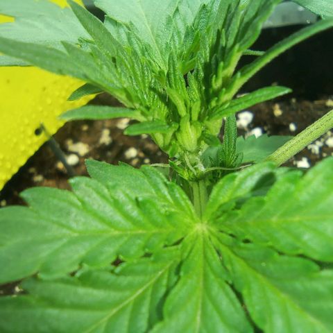 Northern Light Automatic #3 growlog timeline photo