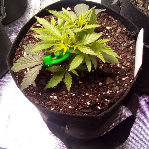 #1 growlog photo: Day 2 after topping 1" new growth 