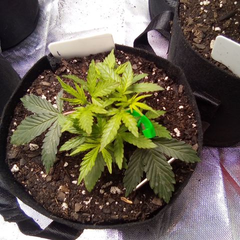  #1 growlog photo: Day 2 after topping 1" new growth 