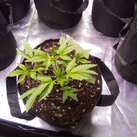 #3 growlog timeline photo