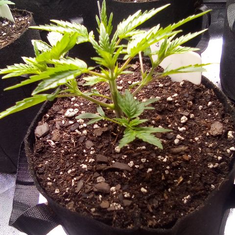 #3 growlog timeline photo
