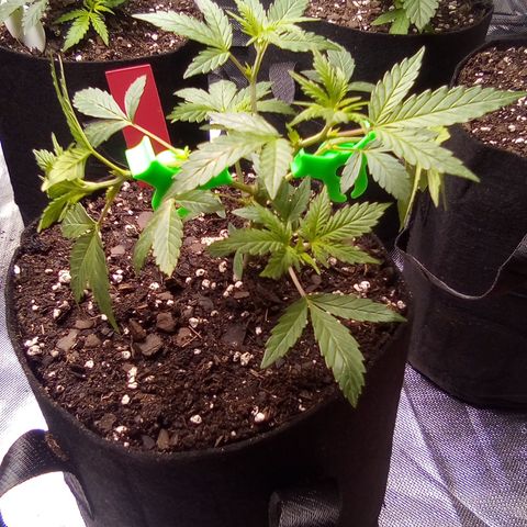 Red growlog photo: Added 2 90s on tallest growth