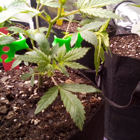Red growlog photo: Added 2 90s on tallest growth