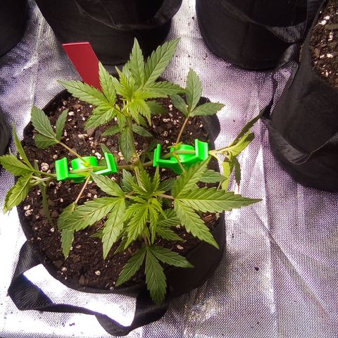 Red growlog photo: Added 2 90s on tallest growth