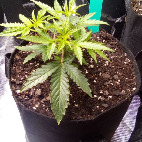 Green growlog timeline photo