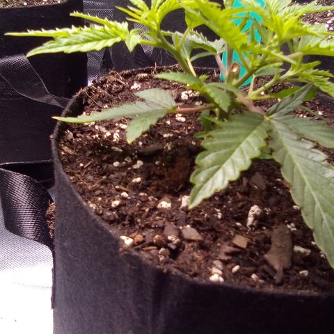 Green growlog timeline photo