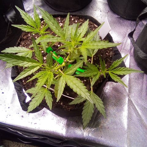 White growlog timeline photo