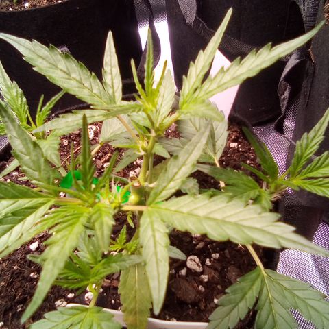 White growlog timeline photo