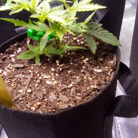 Yellow growlog timeline photo