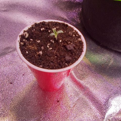 Random bag seed 3 growlog timeline photo