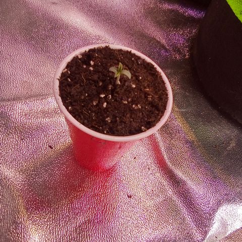 Random bag seed 4 growlog timeline photo