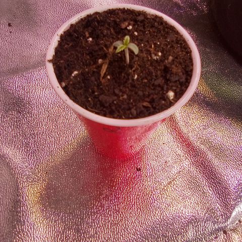 Random bag seed 2 growlog timeline photo