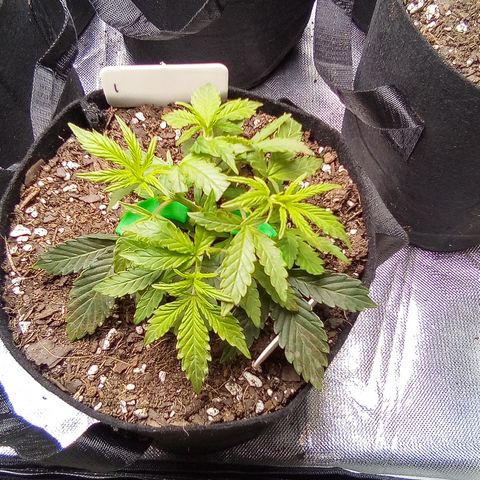  #1 growlog timeline photo