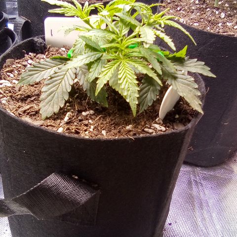  #1 growlog timeline photo