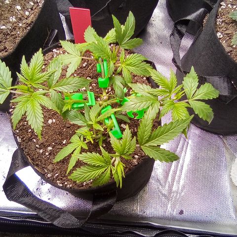 Red growlog timeline photo