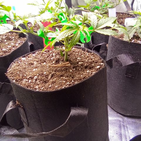 Red growlog timeline photo