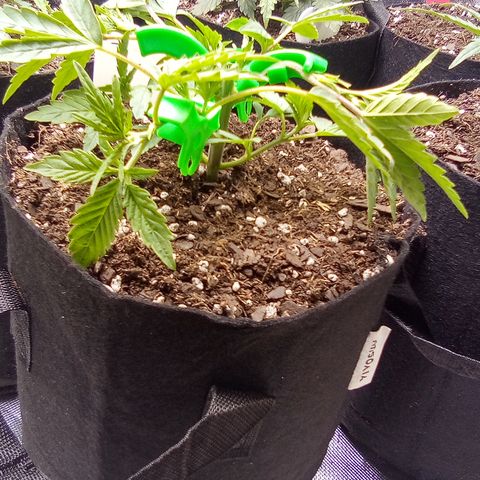 #3 growlog timeline photo