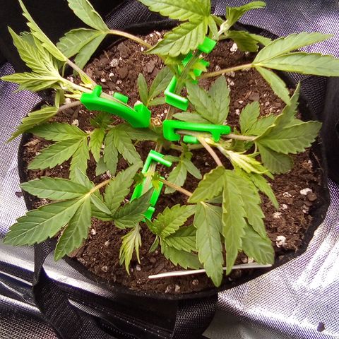 #3 growlog timeline photo