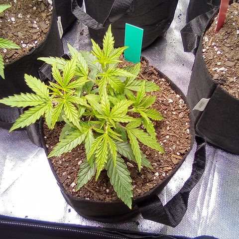 Green growlog timeline photo