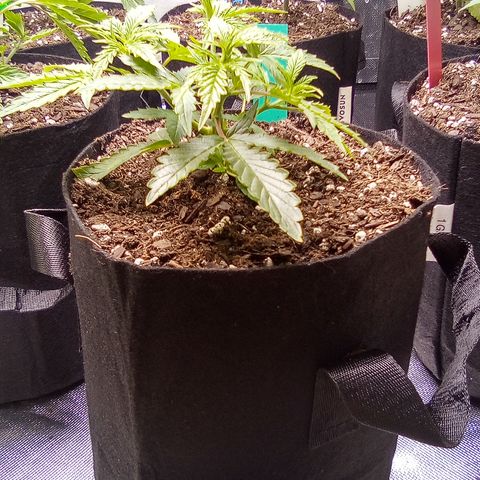 Green growlog timeline photo