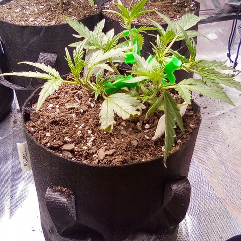 White growlog timeline photo