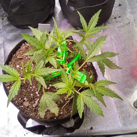 White growlog timeline photo