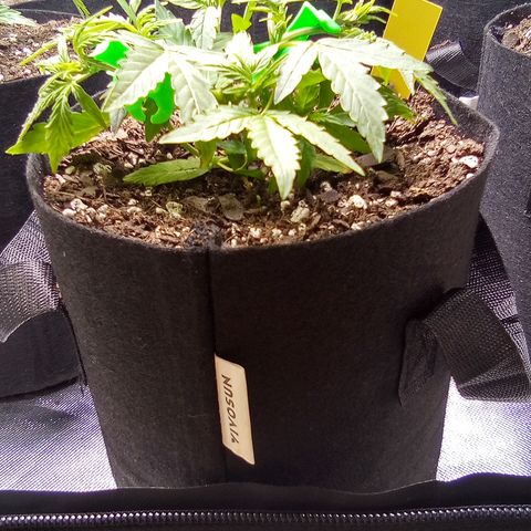 Yellow growlog timeline photo