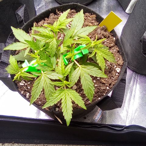 Yellow growlog timeline photo