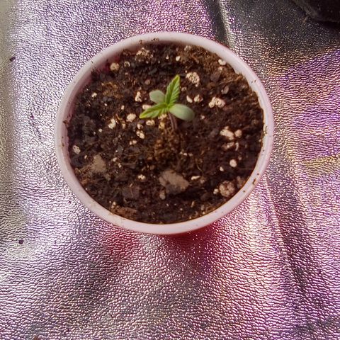 Random bag seed 3 growlog timeline photo