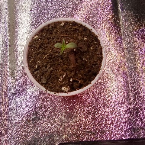 Random bag seed 4 growlog timeline photo