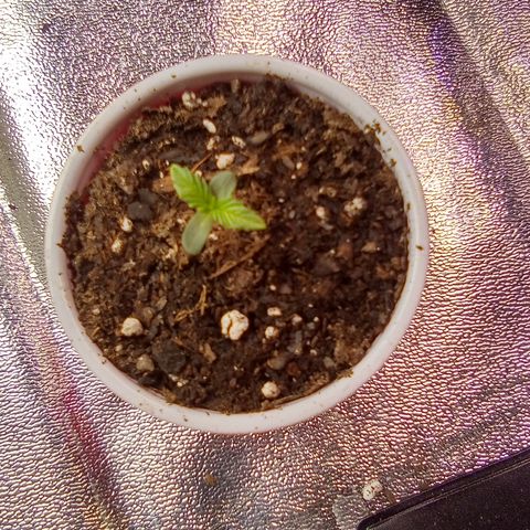 Random bag seed 2 growlog timeline photo