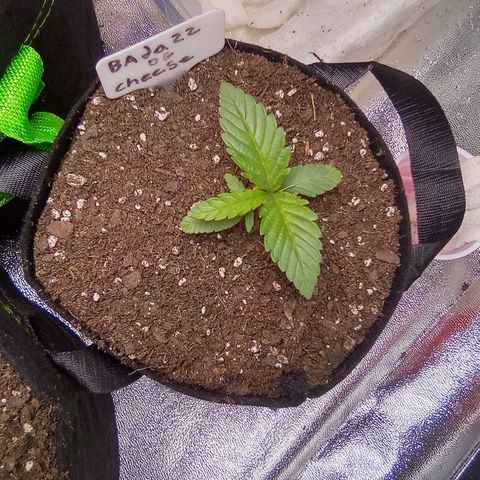 Badazz OG Cheese  growlog timeline photo