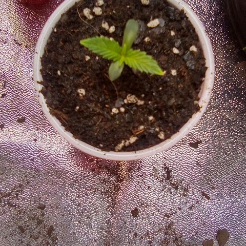 Random bag seed 3 growlog timeline photo