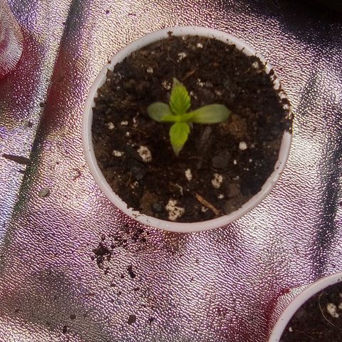 Random bag seed 4 growlog timeline photo