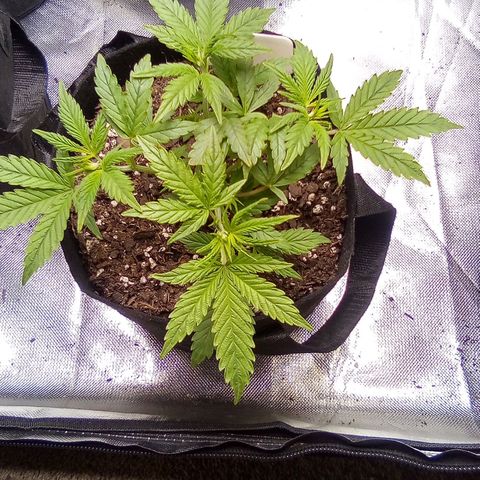  #1 growlog timeline photo