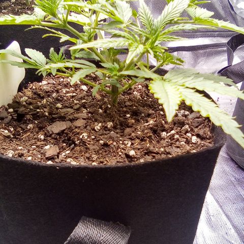  #1 growlog timeline photo