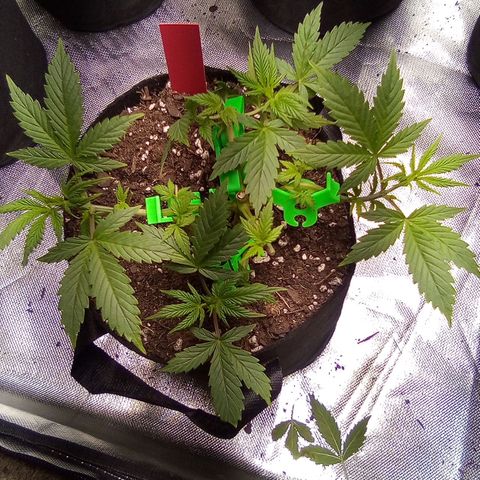Red growlog timeline photo