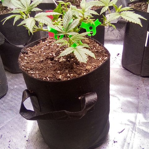 Red growlog timeline photo