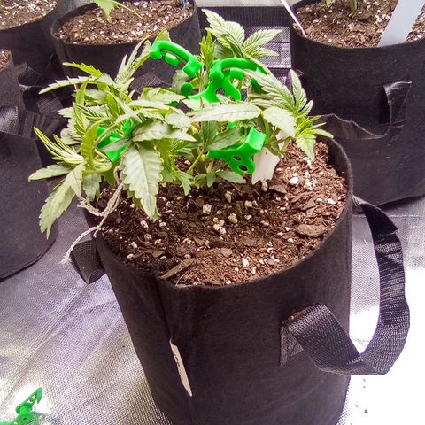 #3 growlog timeline photo