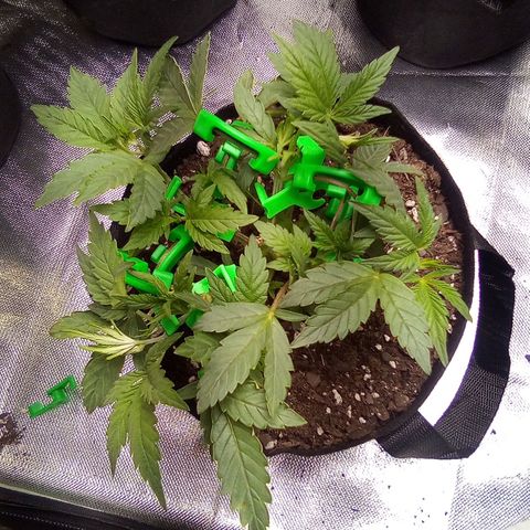 #3 growlog timeline photo