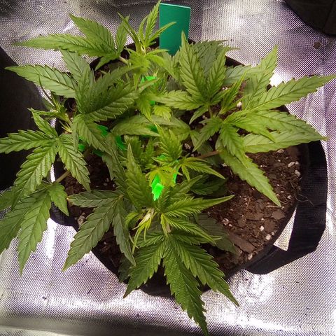 Green growlog timeline photo