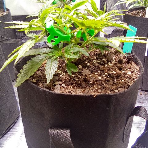 Green growlog timeline photo