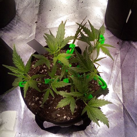 White growlog timeline photo