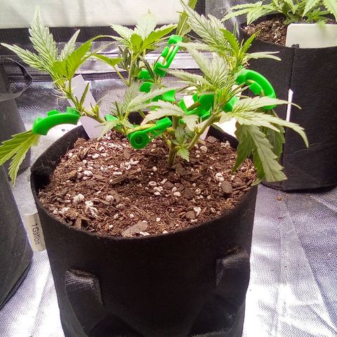 White growlog timeline photo