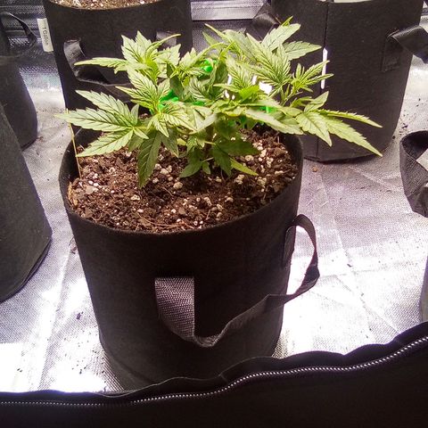 Yellow growlog timeline photo