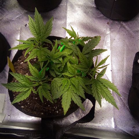 Yellow growlog timeline photo