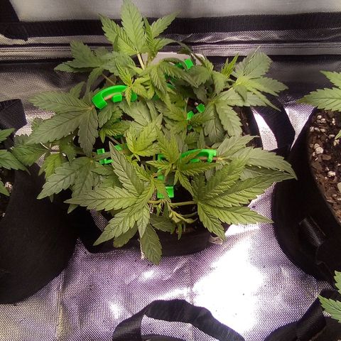 #1 growlog timeline photo