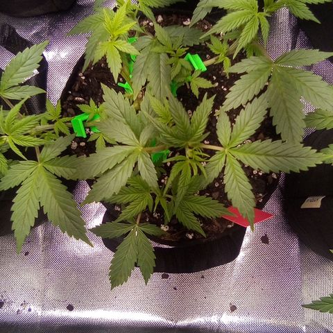 Red growlog timeline photo