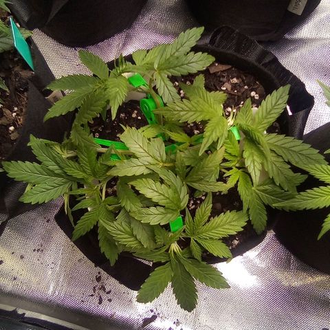 #3 growlog timeline photo