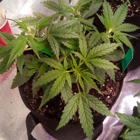 Green growlog timeline photo
